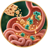 Enzymes activate during digestion