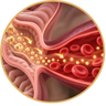 Glucose enters your bloodstream slowly